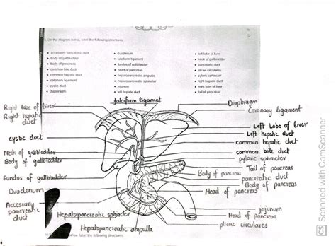 Solved Conter On The Diagram Below Label The Following Structures