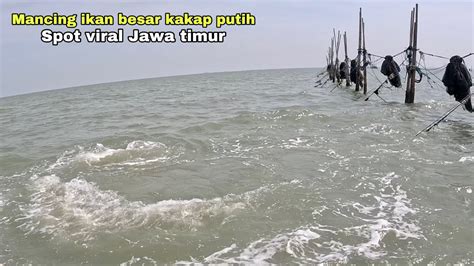 NGERI AWAS BERBAHAYA MANCING IKAN BESAR KAKAP PUTIH Mancing Kakap