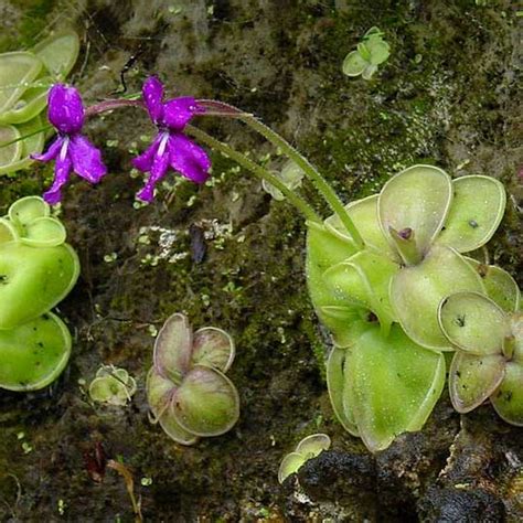 Butterworts - Plants for Sale | Buy Online | Carnivorous Plants