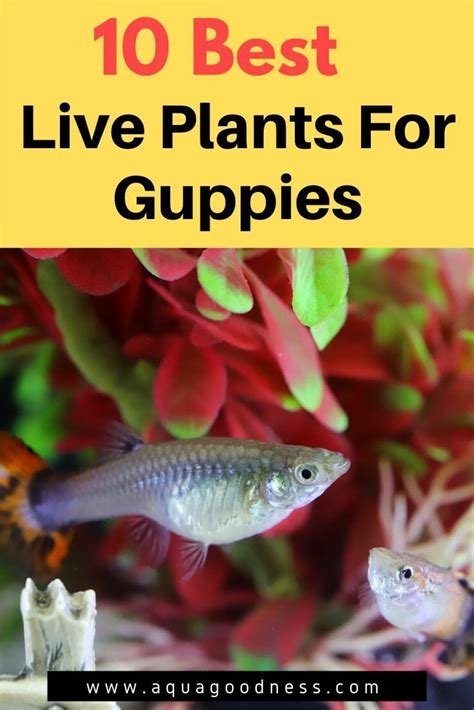 10 Best Live Plants For Guppies Good For Fry And Easy To Care