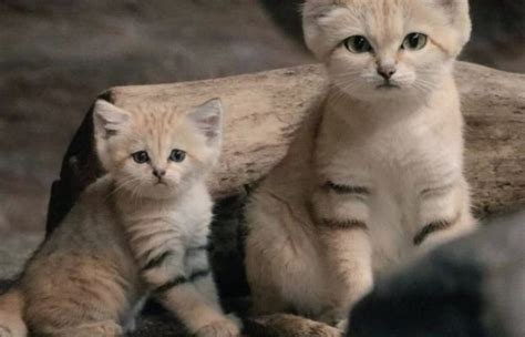 О животных » Интересные факты: самое невероятное и любопытное в мире