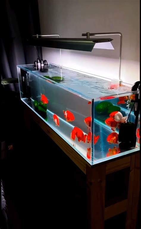 Unique Fish Tank Design for Your Home