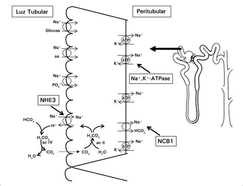 Histologia Do Tubulo Contorcido Distal