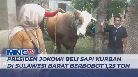 Presiden Jokowi Beli Sapi Untuk Kurban Sulawesi Barat Berbobot Ton