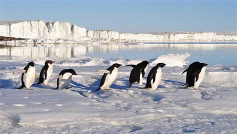 Emperor penguins receive 'Endangered Species Act' protection: Will it
