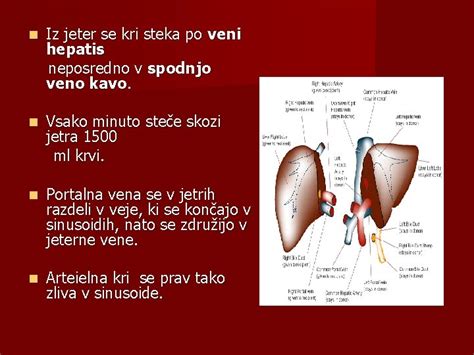 Anatomija In Fiziologija Jeter Anatomija Jeter Jetra So