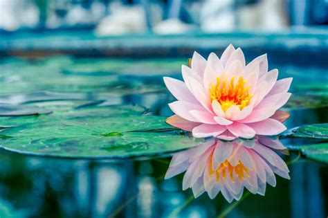 Water Lily Flowers And Their Symbolic Meaning Petal Republic