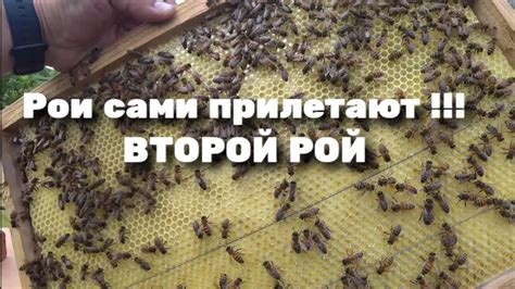 Рои сами прилетают !!! ВТОРОЙ РОЙ - YouTube