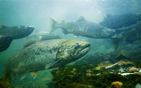 salmon spotting contest pacific salmon foundation