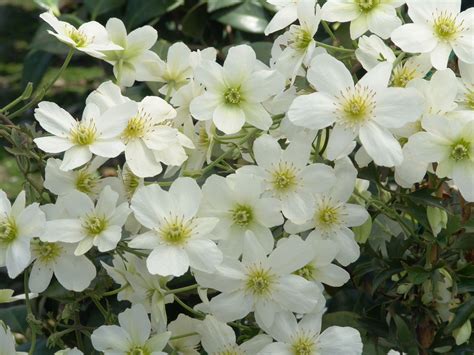Avalanche Evergreen Clematis | Evergreen clematis, Clematis, Evergreen