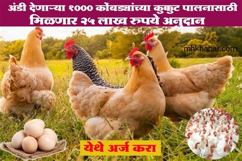 Poultry Farming अंडी देणाऱ्या 1000 कोंबड्यांच्या कुक्कुटपालनासाठी