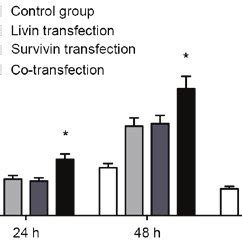 CCK Assay Transfection With Livin And Or Survivin ShRNA Inhibited The