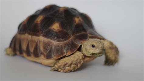 Sulcata Tortoise Care — Orange Grove Animal Hospital Tucson