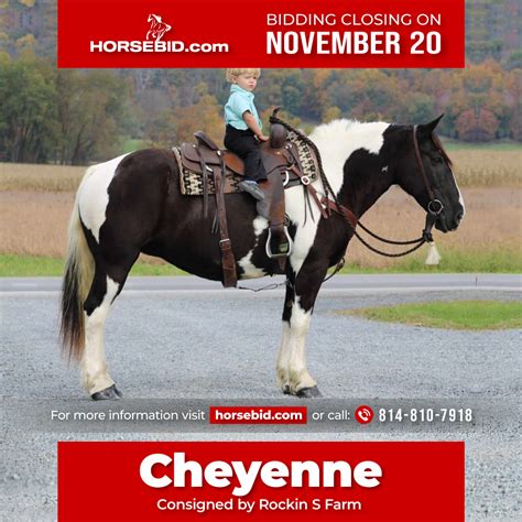 Cheyenne Yr Old Hh Black White Paint Gypsy Vanner Spotted