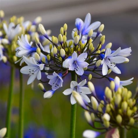 Agapanthus Africanus Twister Hardy Bicolour Blue White Twister Nile