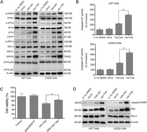 Grp Inhibition Enhances Tak Induced Er Stress And Upr In Gbm