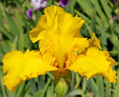 Phaeton Tall Bearded Iris Nola S Iris Gardens