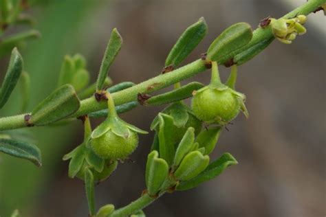 Phyllanthus hirtellus (Phyllanthaceae) image 29936 at PlantSystematics.org