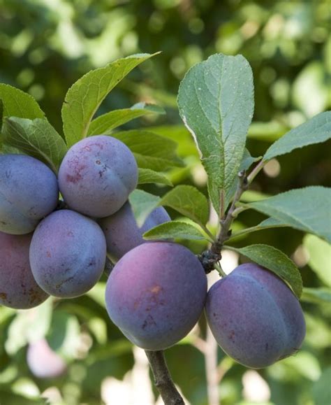Italian Prune European Plum Fruit Trees Plum Tree Prune Plum