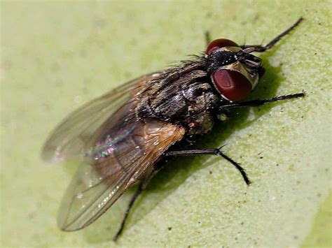 The Humble Fly Carries Even More Diseases Than We Thought New Study Shows