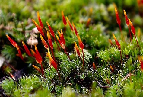 Mosses with red spore capsules | Download Scientific Diagram