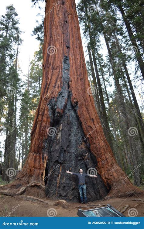 Giant Sequoias In California Editorial Image Image Of Kings Prehistoric 258505510