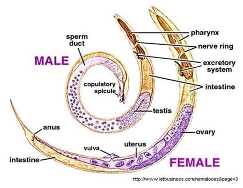 Roundworm Anatomy - Anatomy Reading Source