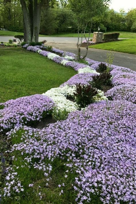 Creeping Phlox In Winter Eine Sammlung Schoner Blumenbilder