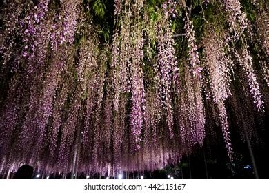 Wisteria Japan Stock Photo 442115167 | Shutterstock