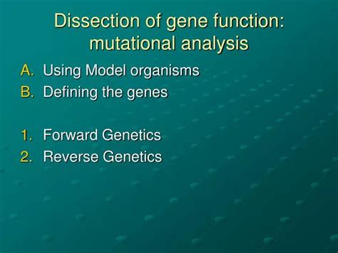 Ppt Dissection Of Gene Function Mutational Analysis Powerpoint