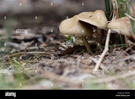 Hongos hongos que crecen en el suelo del bosque fotografías e imágenes