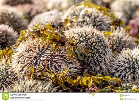 Sea Eggs Stock Photo Image Of Caribbean Cracked Cracking 60342552