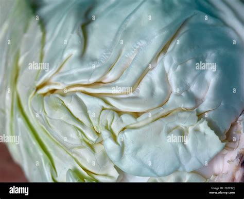 Cabbage Leafy Vegetable Portrait Stock Photo Alamy