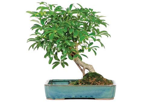 Care guide for Hawaiian umbrella (Schefflera arboricola) - Bonsai Empire