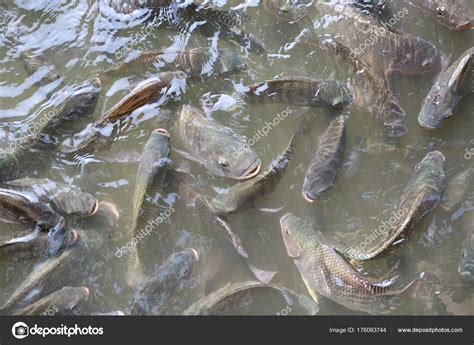 Tilapia Fish Swimming Pond Stock Photo By ©civicdm 176083744
