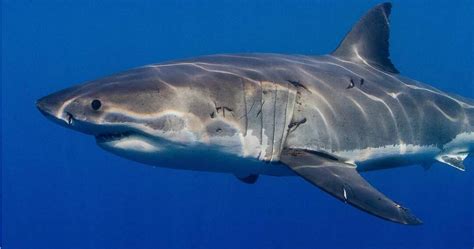 Great white shark spotted near Palm Beach at St Georges Basin | South