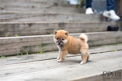 Sold To Dushimov Bean Shiba Inu M Rolly Teacup Puppies