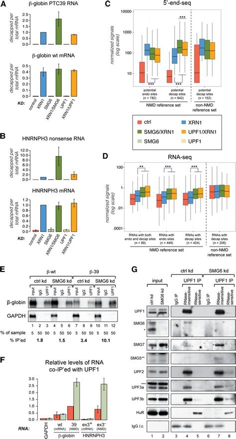 Human Nonsense Mediated Rna Decay Initiates Widely By Endonucleolysis