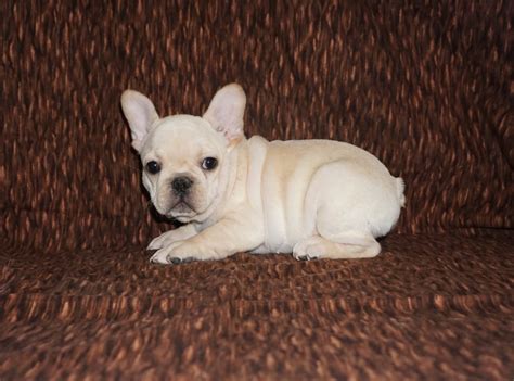 Cream French Bulldog Los Angeles CA For Sale | Pet Loan available here ...