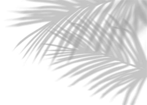 Leaves Shadow Pngs For Free Download