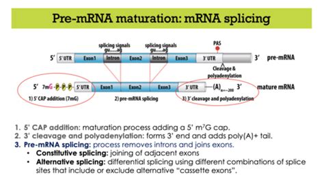 Eukaryotic Gene Expression Pre Mrna Splicing Flashcards Quizlet