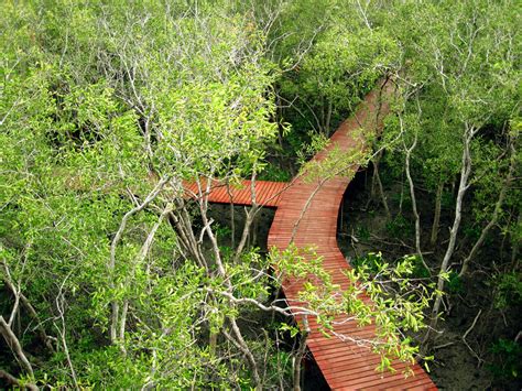 Banco de imagens árvore natureza grama Pista trilha ponte folha