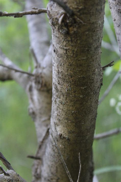 Foraging Mulberries (Morus sp.) — Practical Self Reliance