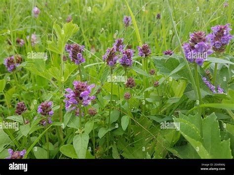 Brunelle, Prunella vulgaris Stock Photo - Alamy