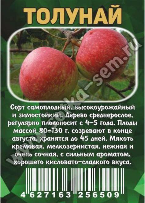 Золотая сотка алтая