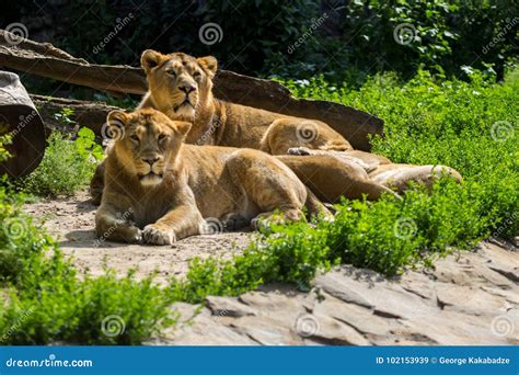 Lion Pride Rests after Hunting Stock Image - Image of lion, indian ...