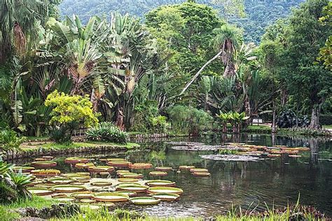 habitats  ecosystems  brazil