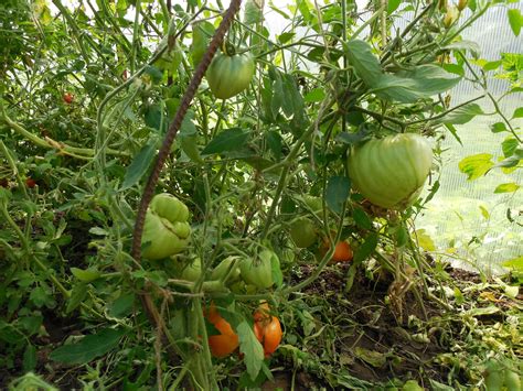 Помидоры Юсуповские Фото (Много красочных изображений) - artshots.ru