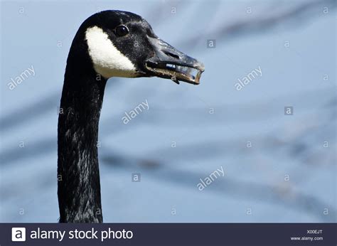 Canada Goose Mouth High Resolution Stock Photography And Images Alamy