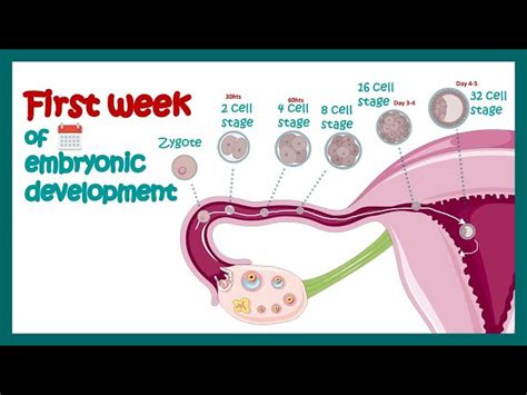 Zygote Vs Embryo | edu.svet.gob.gt